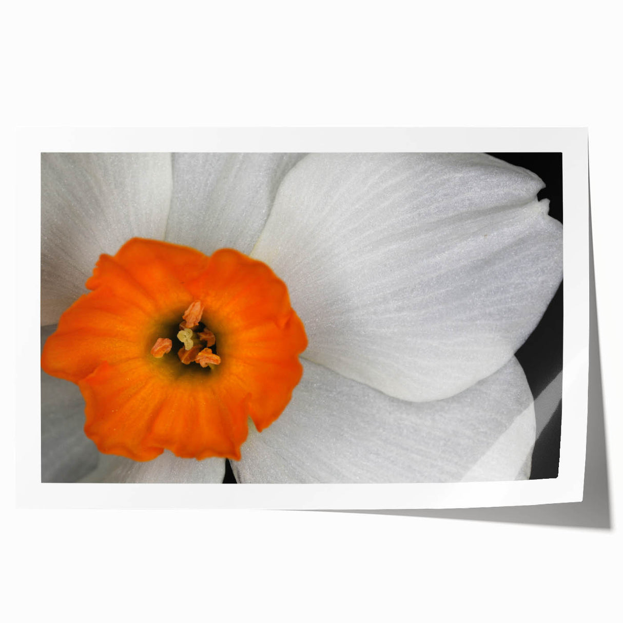 Botanical geranium wall art print in vibrant colors, showcasing delicate flower details and lush green leaves, perfect for home decor or nature-themed spaces.