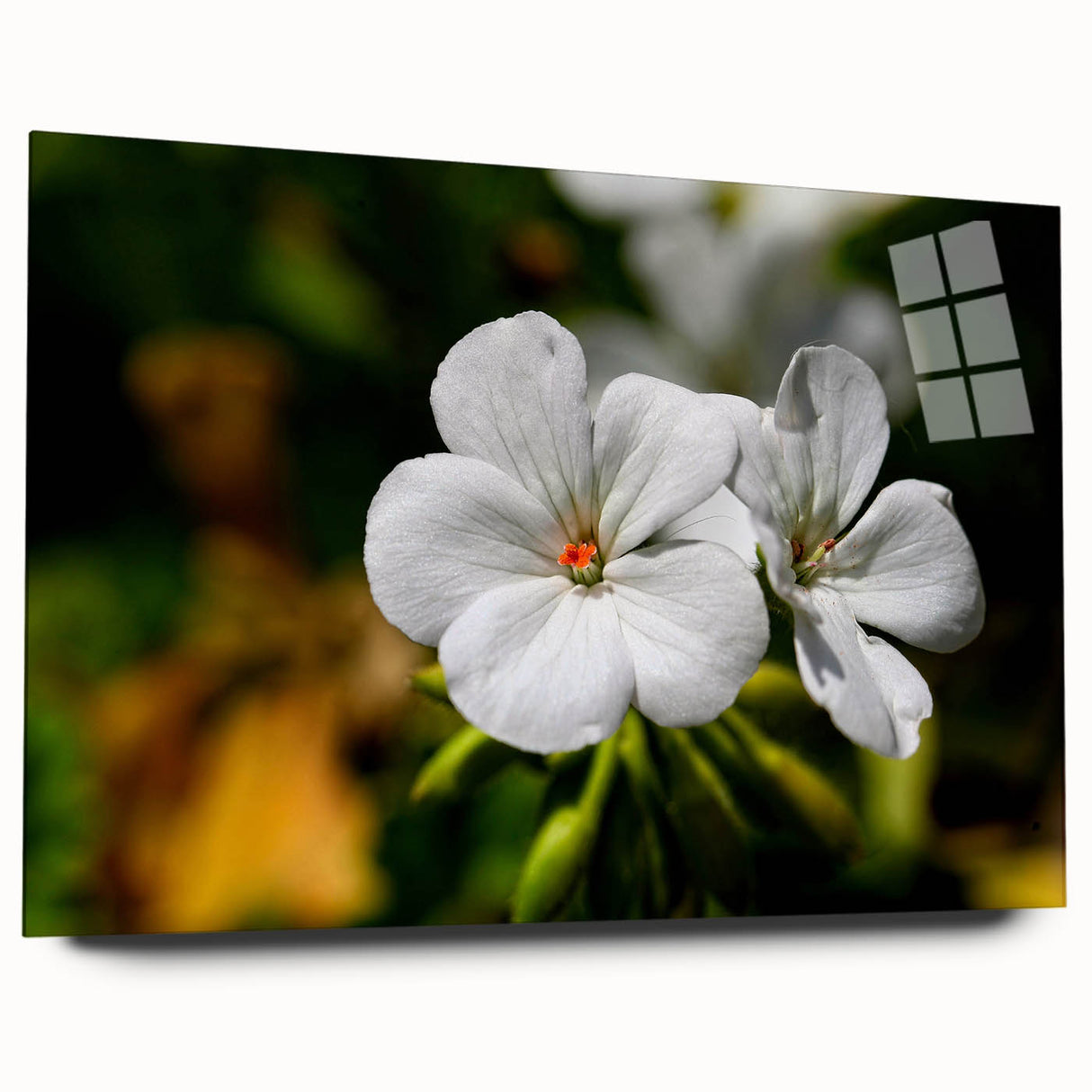 Acrylic glass wall art depicting a botanical geranium design, showcasing vibrant green and pink flowers. Side view highlights the sleek, modern frame ideal for home decor.