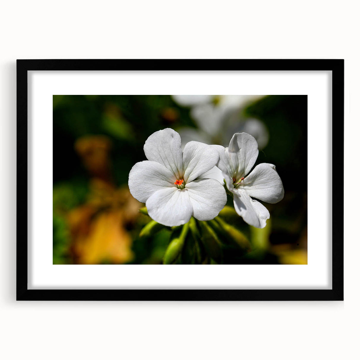 Botanical geranium wall art in a sleek black frame, showcasing intricate floral design with a white mat, perfect for modern home decor accents.