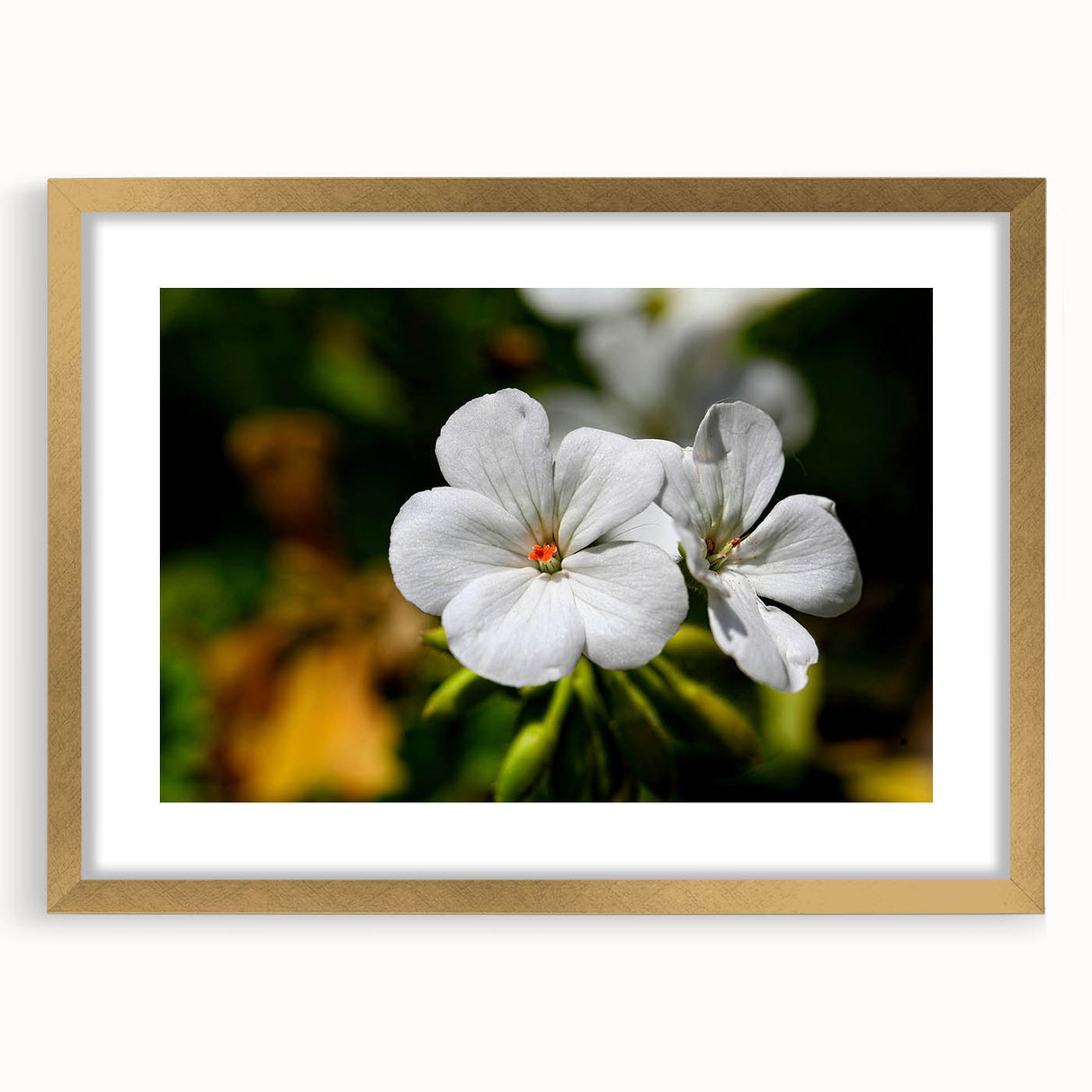 Botanical geranium wall art framed in gold with a mat, showcasing vibrant floral design, perfect for adding elegance to home decor or office spaces.