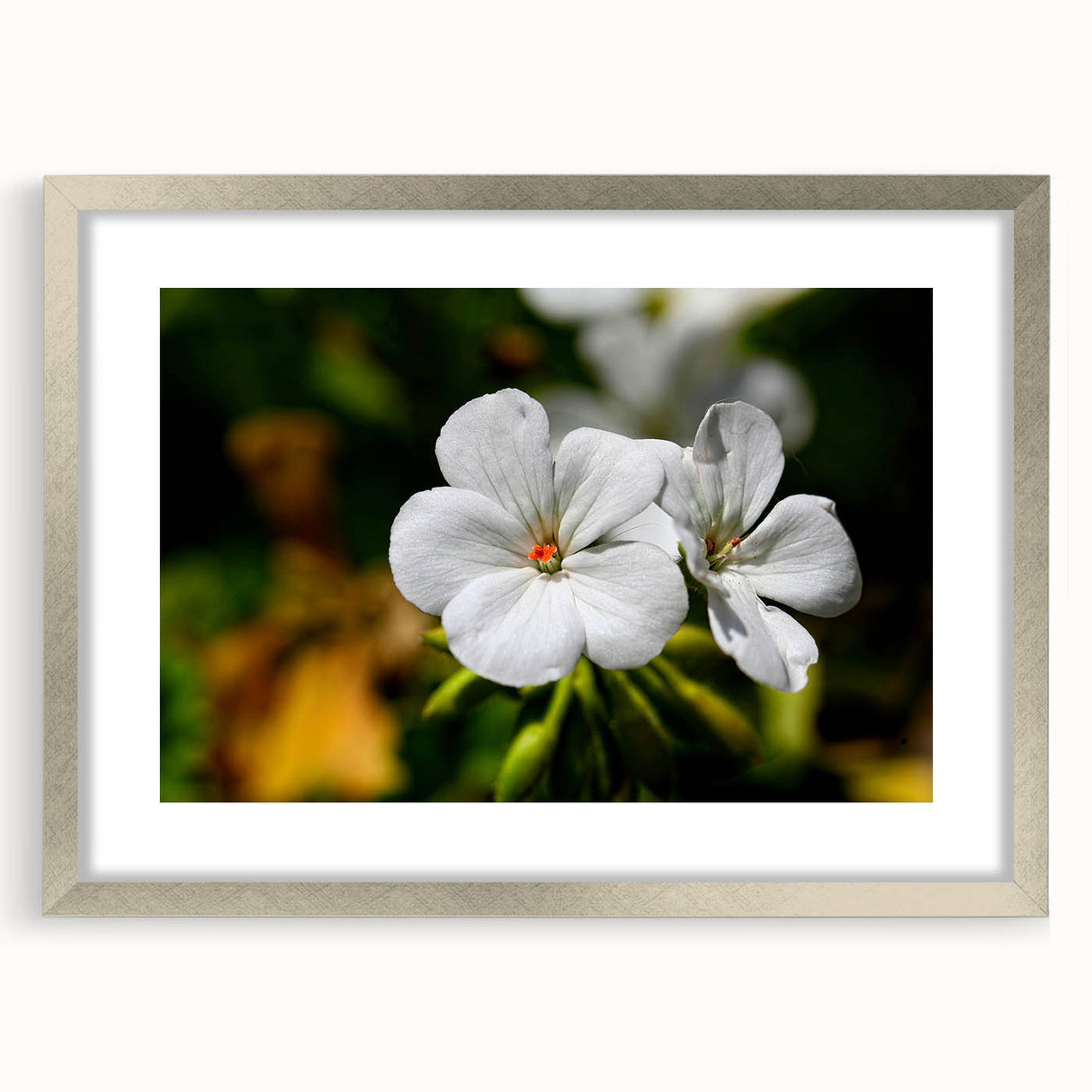 Botanical wall art collection showcasing a silver-framed geranium design, elegantly matted for display, perfect for enhancing home decor and adding a touch of nature.