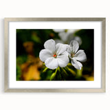 Botanical wall art collection showcasing a silver-framed geranium design, elegantly matted for display, perfect for enhancing home decor and adding a touch of nature.