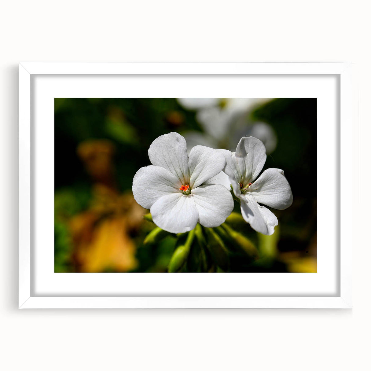 Botanical wall art collection featuring a vibrant geranium design in a white frame with matting, perfect for home decor or office aesthetics. Ideal for nature lovers seeking elegant wall decor.