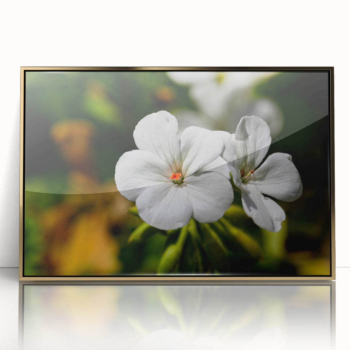 Framed botanical wall art featuring a vibrant geranium design with gold accents, displayed in an elegant acrylic frame, perfect for enhancing home decor.