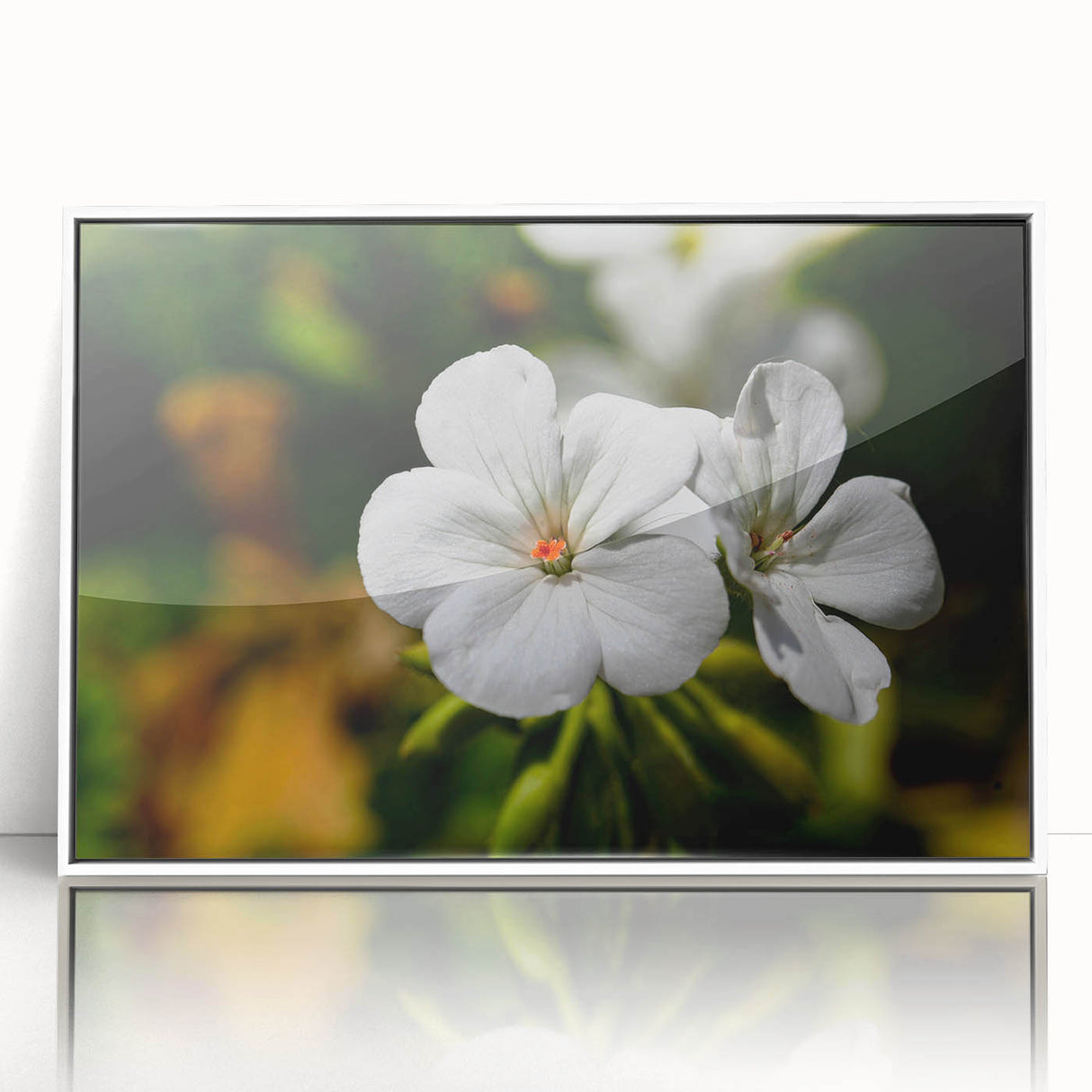 Framed botanical wall art featuring a vibrant geranium design, set in a sleek white frame, perfect for home decor and enhancing interior aesthetics.