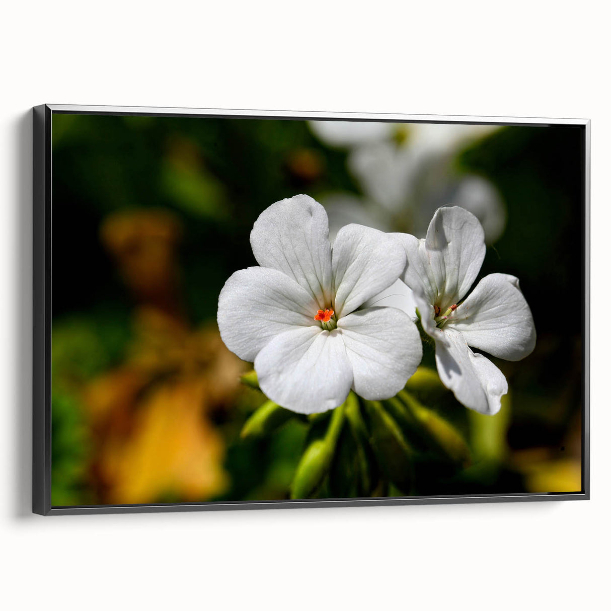 Framed botanical wall art featuring a geranium design on canvas, showcasing vibrant colors and intricate details, with a sleek black frame highlighting its elegance. Perfect for modern home decor, this piece adds a touch of nature-inspired beauty to any room.