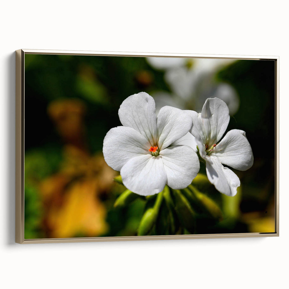 Framed botanical wall art featuring a geranium design with gold accents, showcasing vibrant colors and intricate details, perfect for home decor enhancement.