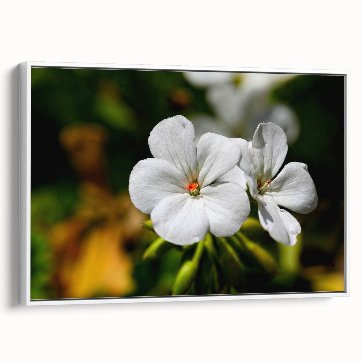 Framed canvas wall art showcasing a botanical geranium design in vibrant colors, featuring a white frame and elegant side view, perfect for home decor.