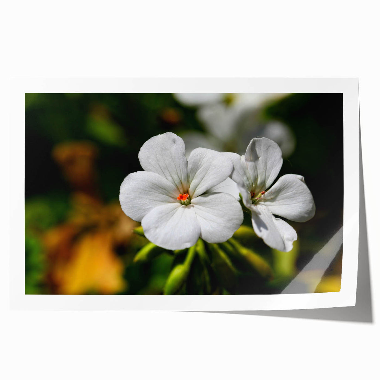 Botanical wall art print showcasing vibrant geranium flowers with intricate details, rolled for easy storage and display, ideal for home decor enthusiasts.
