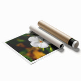 Botanical geranium wall art print showcasing vibrant green leaves and delicate pink flowers, rolled and ready for display, perfect for home decor enhancement.