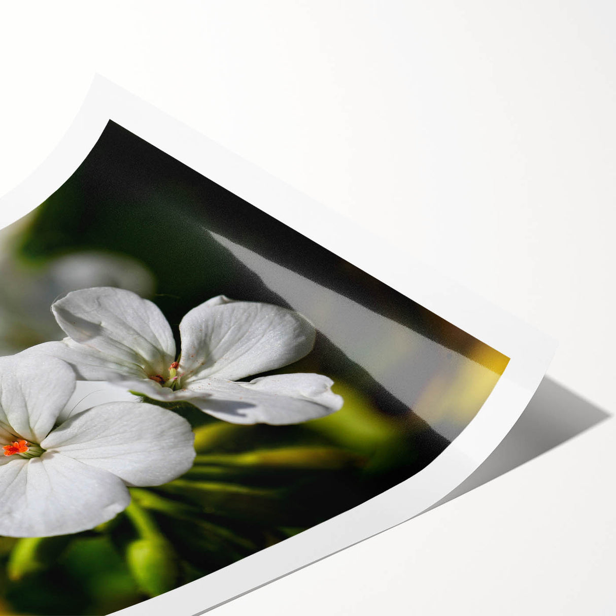 Botanical geranium wall art print showcasing vibrant pink and green floral design, rolled and ready for framing. Ideal for home decor enthusiasts seeking nature-inspired aesthetics.