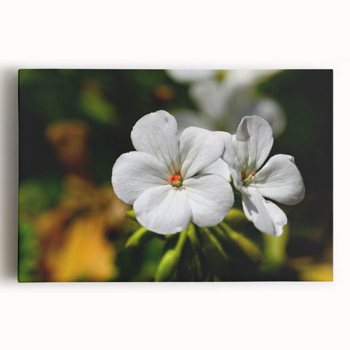 Botanical geranium design wall art on stretched canvas, showcasing vibrant pink and green floral patterns against a white background, perfect for home decor.