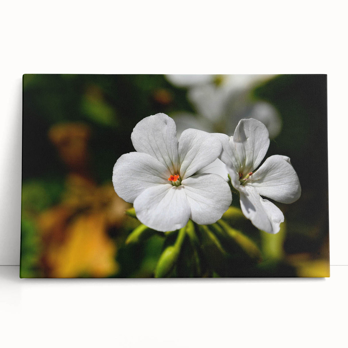Vibrant botanical wall art featuring a geranium design on stretched canvas, showcasing rich colors and intricate details, perfect for home decor enhancement.