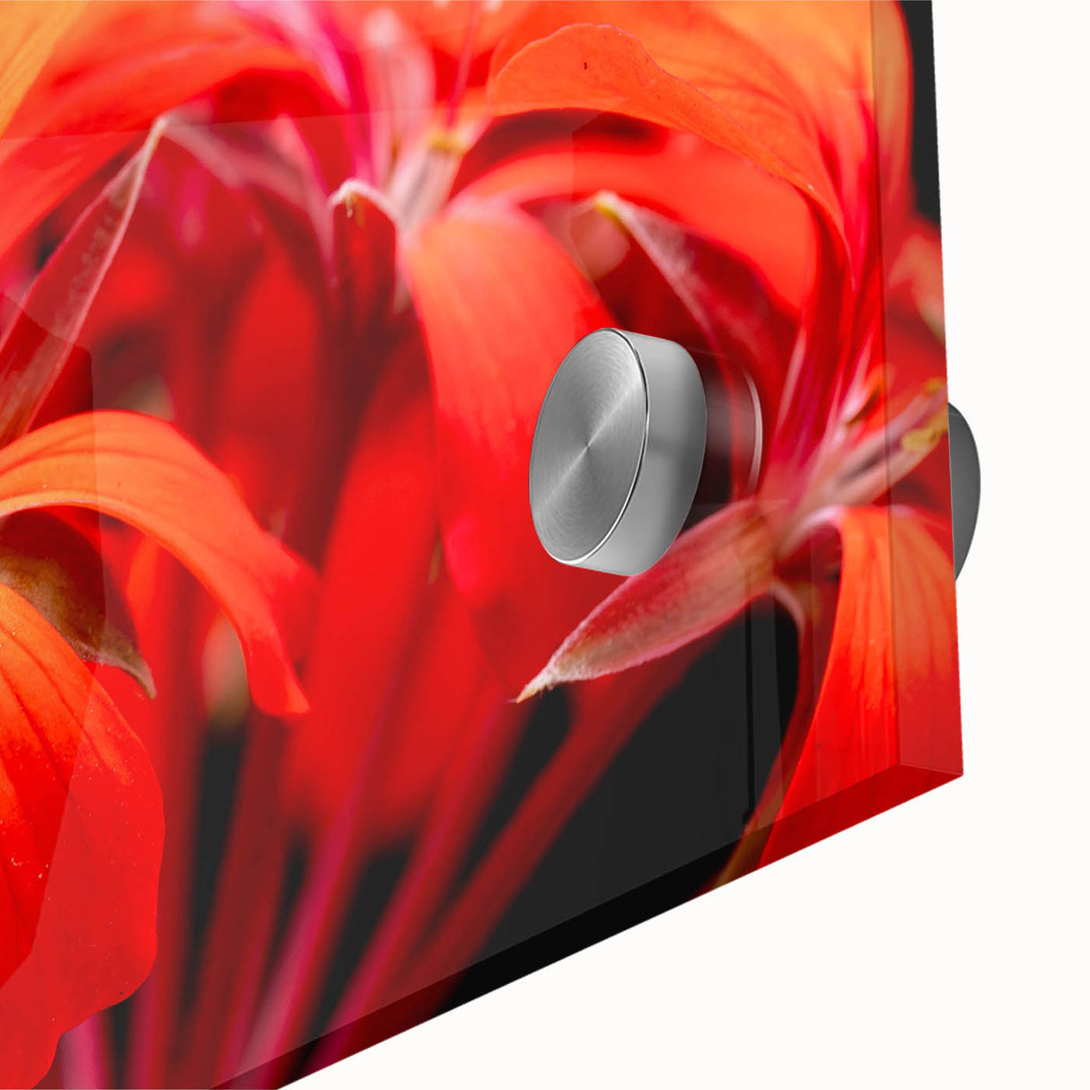 Close-up of a botanical geranium wall art design featuring vibrant pink and green hues, encased in acrylic glass, ideal for home decor and floral enthusiasts.