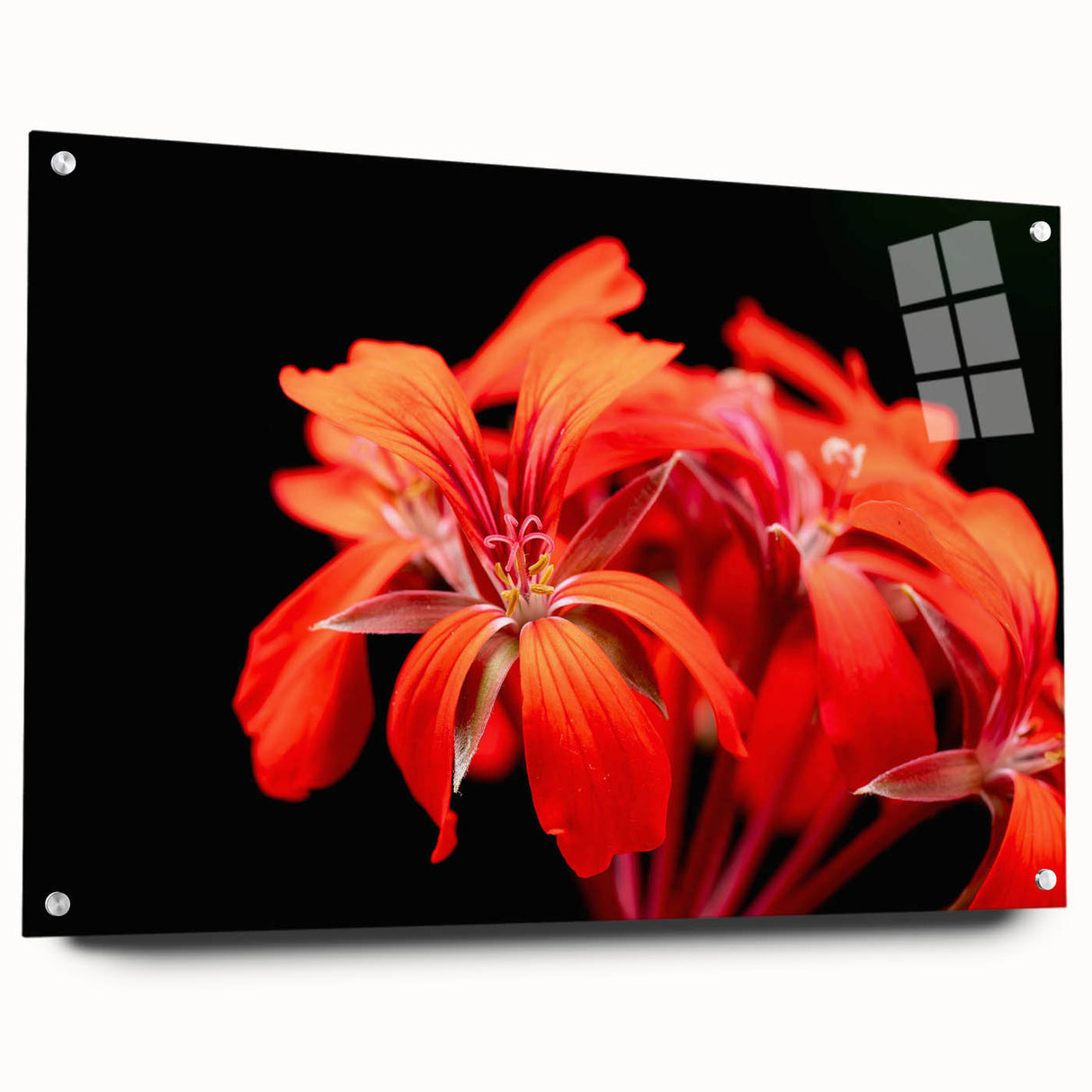 A side view of a botanical geranium wall art piece displayed under acrylic glass, featuring vibrant floral designs and mounted with stylish pins, perfect for home decor.
