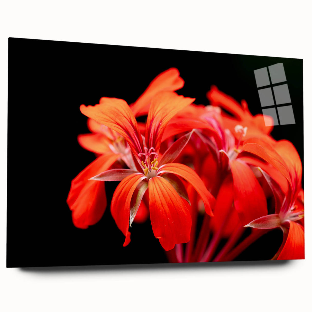 Acrylic glass wall art showcasing a botanical geranium design in vibrant colors, displayed from the side to highlight its sleek profile and elegant presentation. Ideal for home decor enthusiasts seeking nature-inspired artwork.
