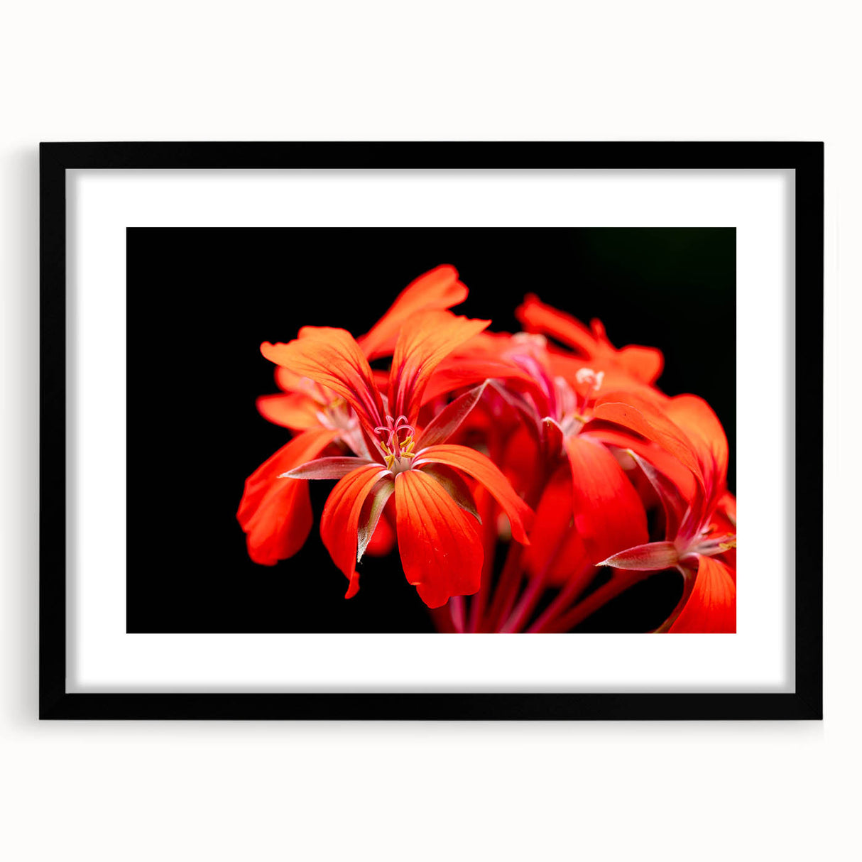 Botanical geranium wall art framed in black with a mat, showcasing vibrant floral design, perfect for home decor and enhancing interior aesthetics.
