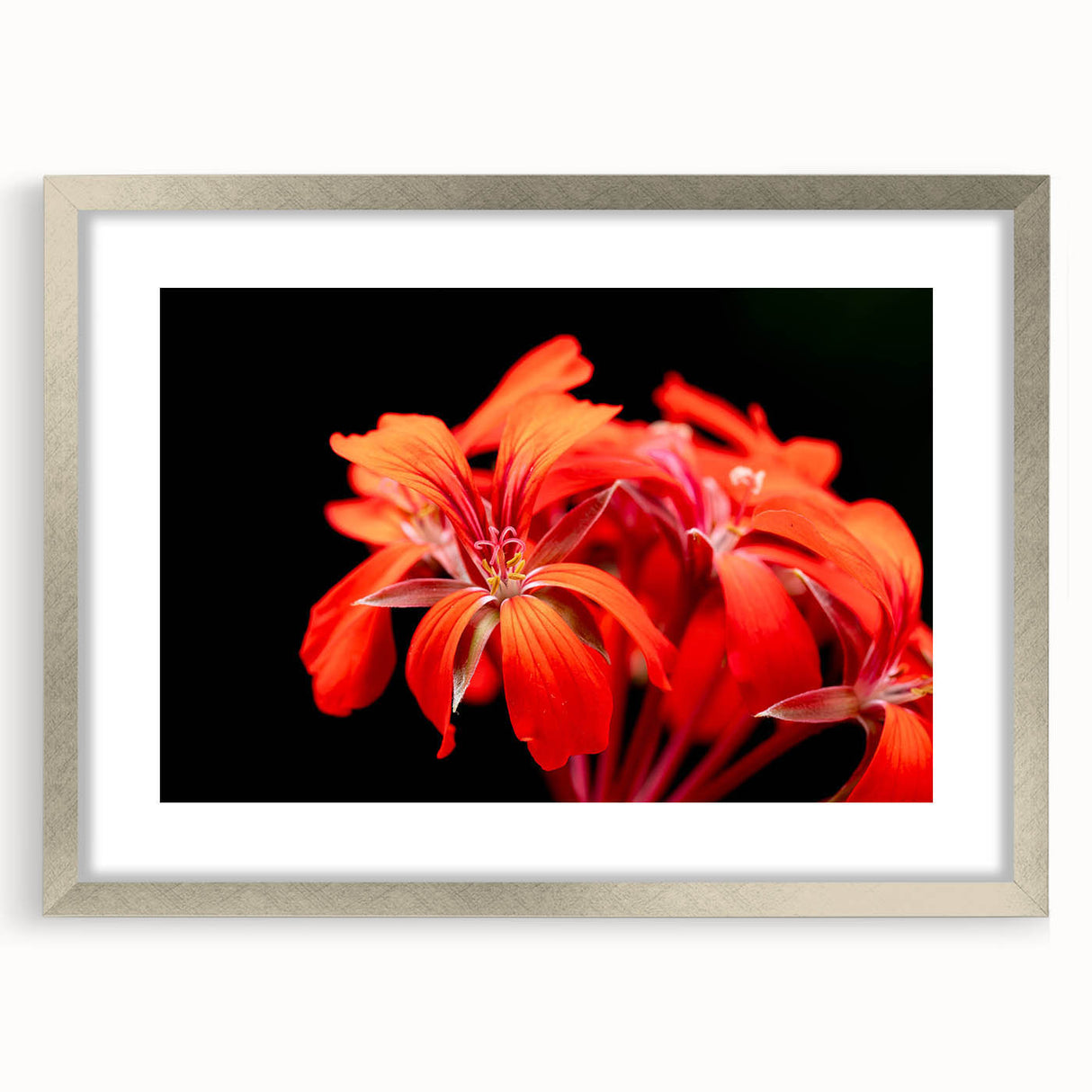 Botanical geranium wall art collection framed in silver, featuring intricate floral designs and a textured mat, perfect for enhancing modern home decor.