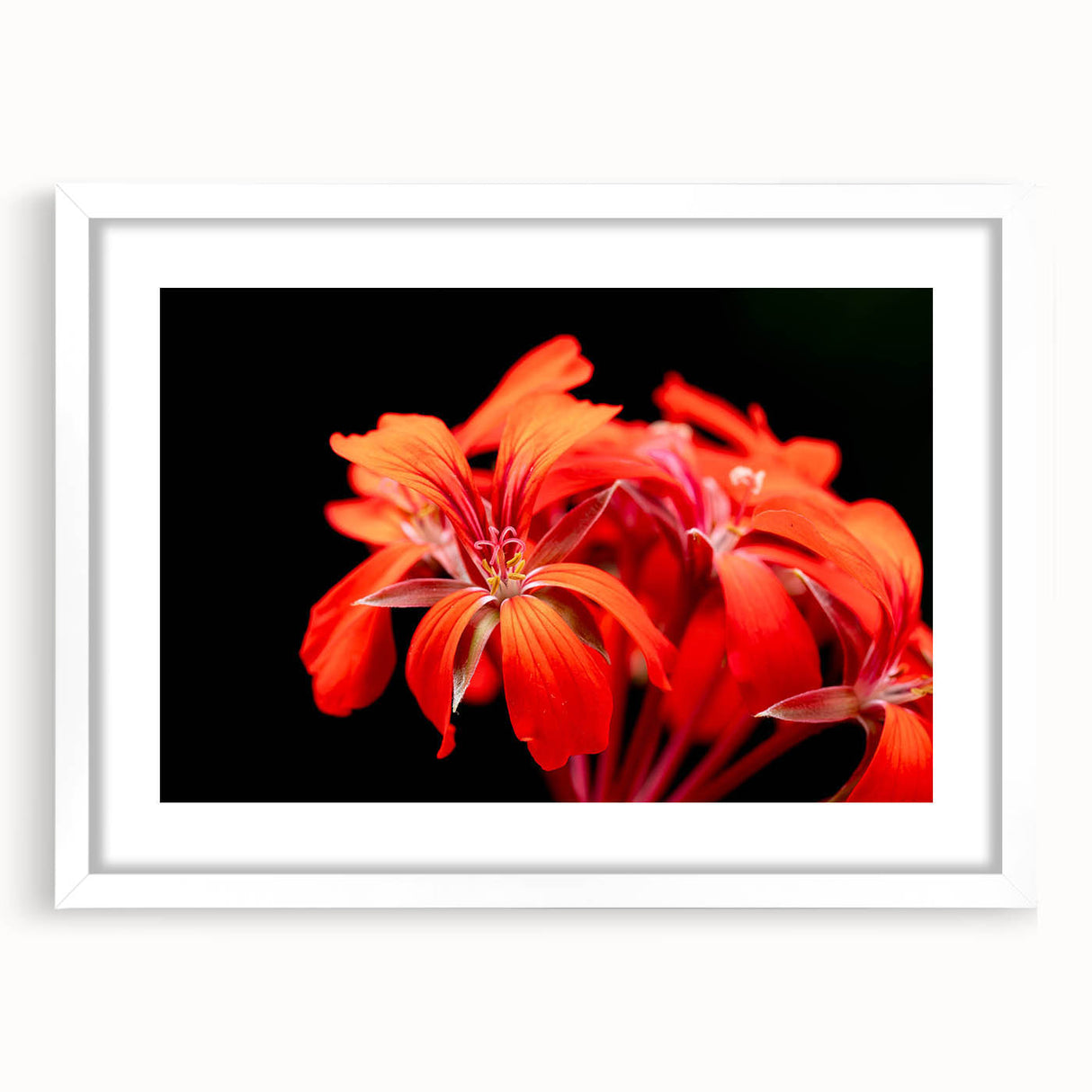 Framed botanical wall art featuring a geranium design, with a white mat and a sleek frame, showcasing vibrant colors and intricate floral details, perfect for home decor.