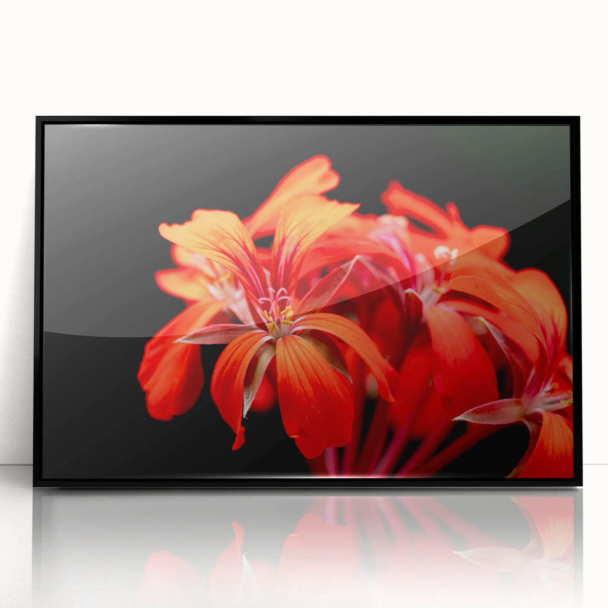 Framed botanical wall art featuring a vibrant geranium design in acrylic, set against a sleek black frame, perfect for home decor or gallery display.