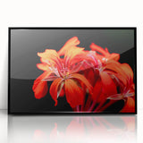 Framed botanical wall art featuring a vibrant geranium design in acrylic, set against a sleek black frame, perfect for home decor or gallery display.