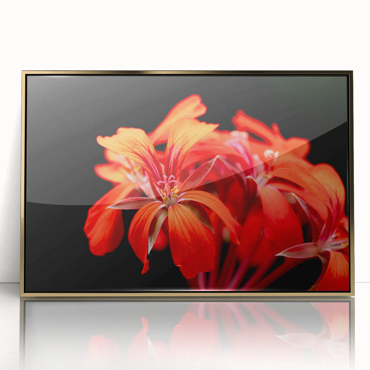 Framed botanical wall art featuring vibrant geranium flowers with a gold-acrylic finish, perfect for enhancing home decor and adding a touch of elegance.