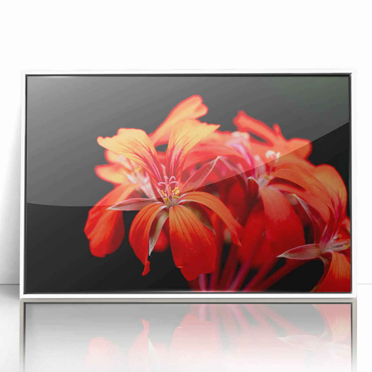 Framed botanical wall art displaying a vibrant geranium design in shades of pink and green, set against a white background, perfect for home decor enhancement.