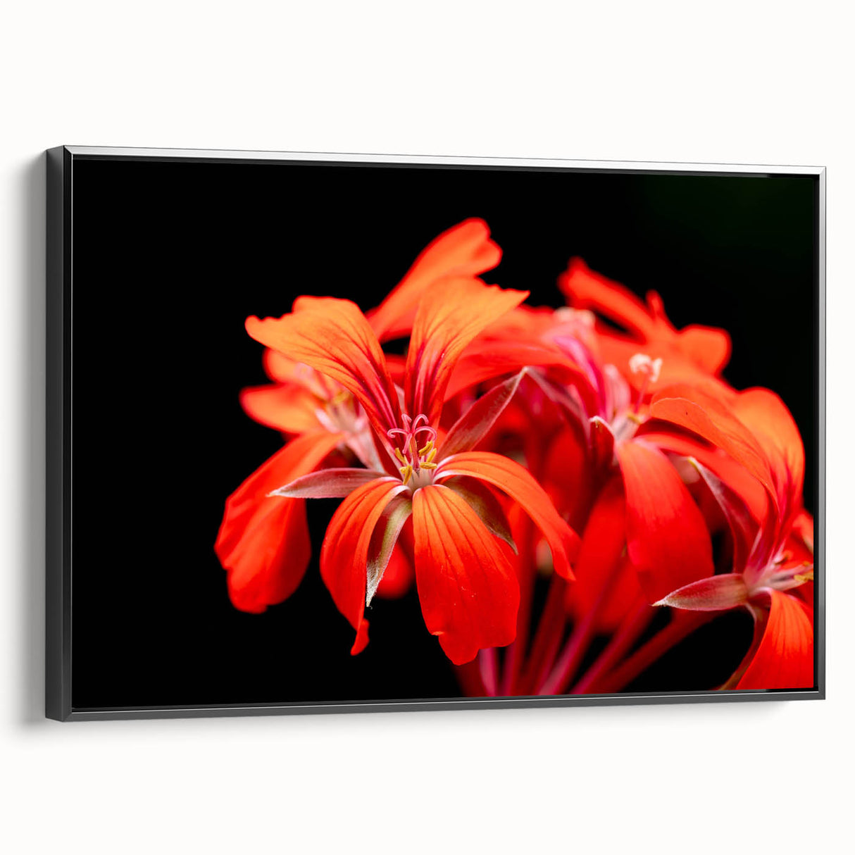 Framed botanical wall art showcasing a vibrant geranium design in shades of red and green, set against a sleek black frame, ideal for home decor enhancement.