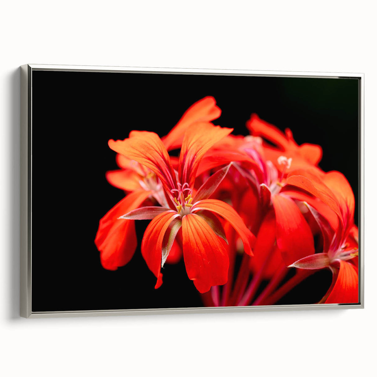 Framed botanical wall art featuring a geranium design, elegantly displayed with a silver frame. Ideal for enhancing interior decor with a touch of nature.