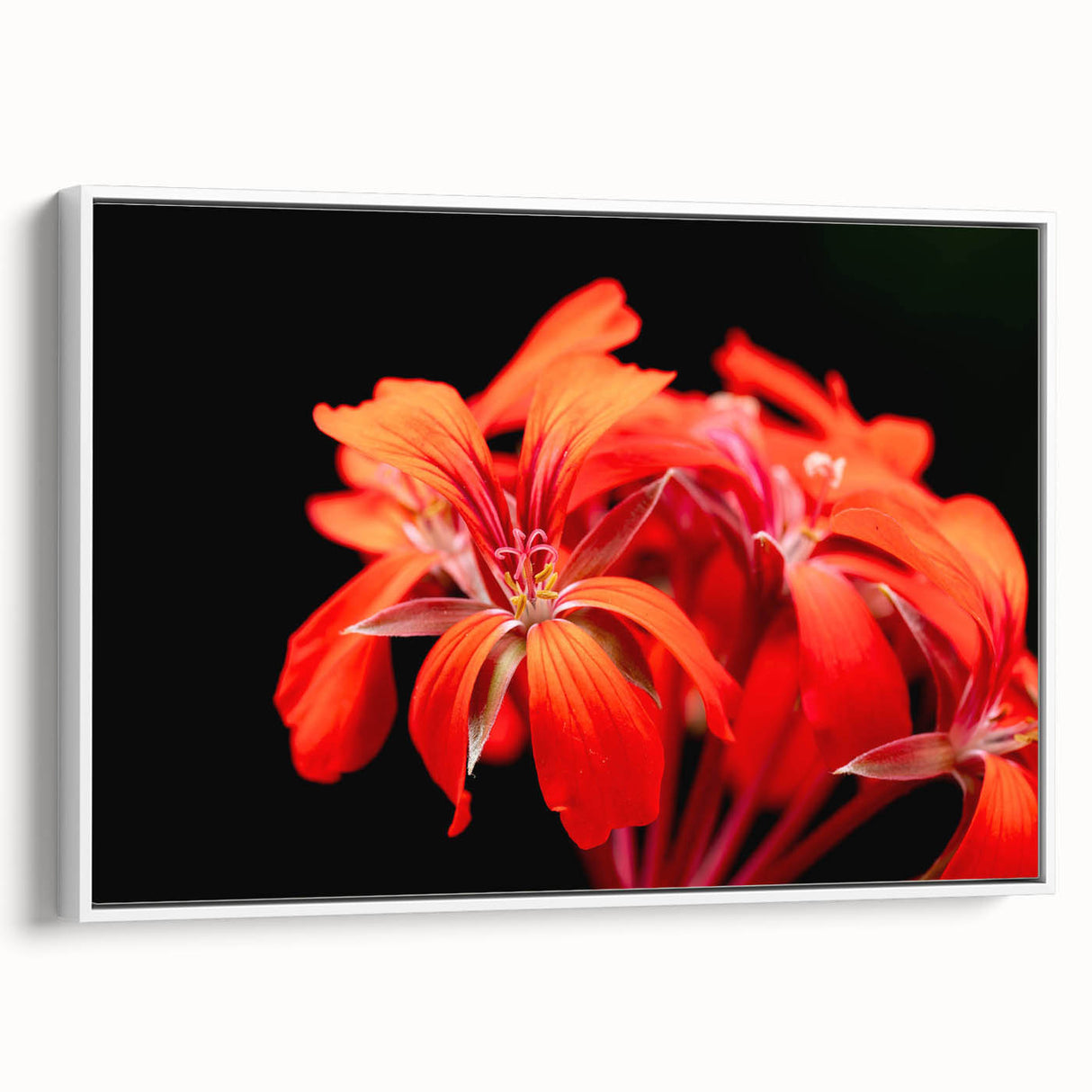 Framed botanical wall art featuring a geranium design on a white background, showcasing vibrant colors and intricate floral details, ideal for home decor.