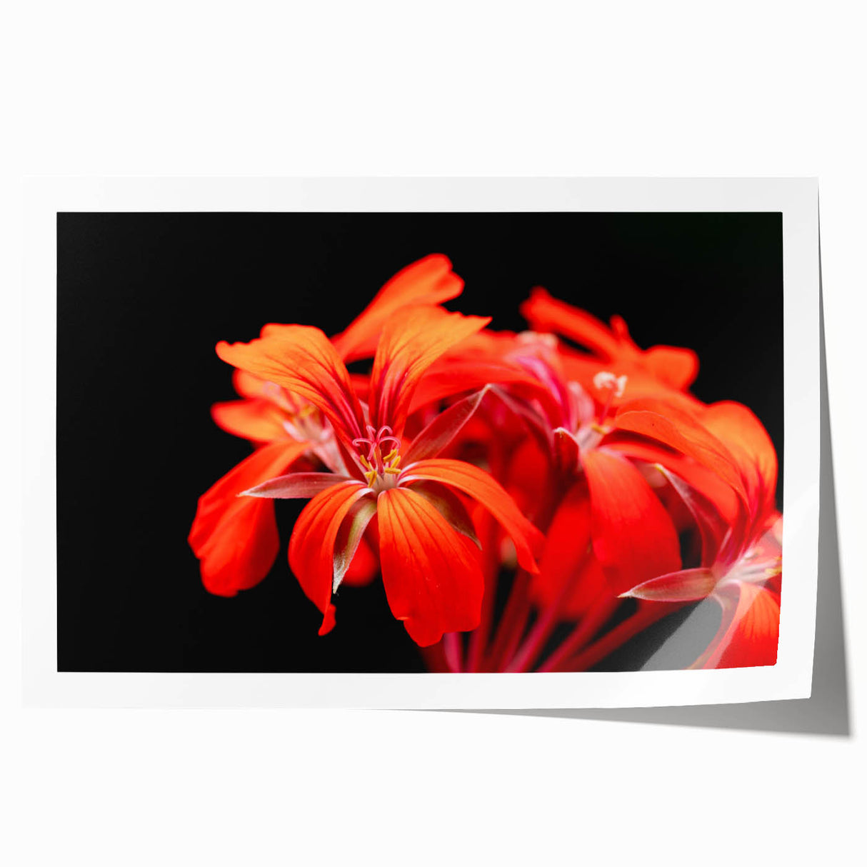 Botanical geranium wall art print featuring vibrant pink and green floral designs, rolled for easy shipping and display, perfect for home décor.