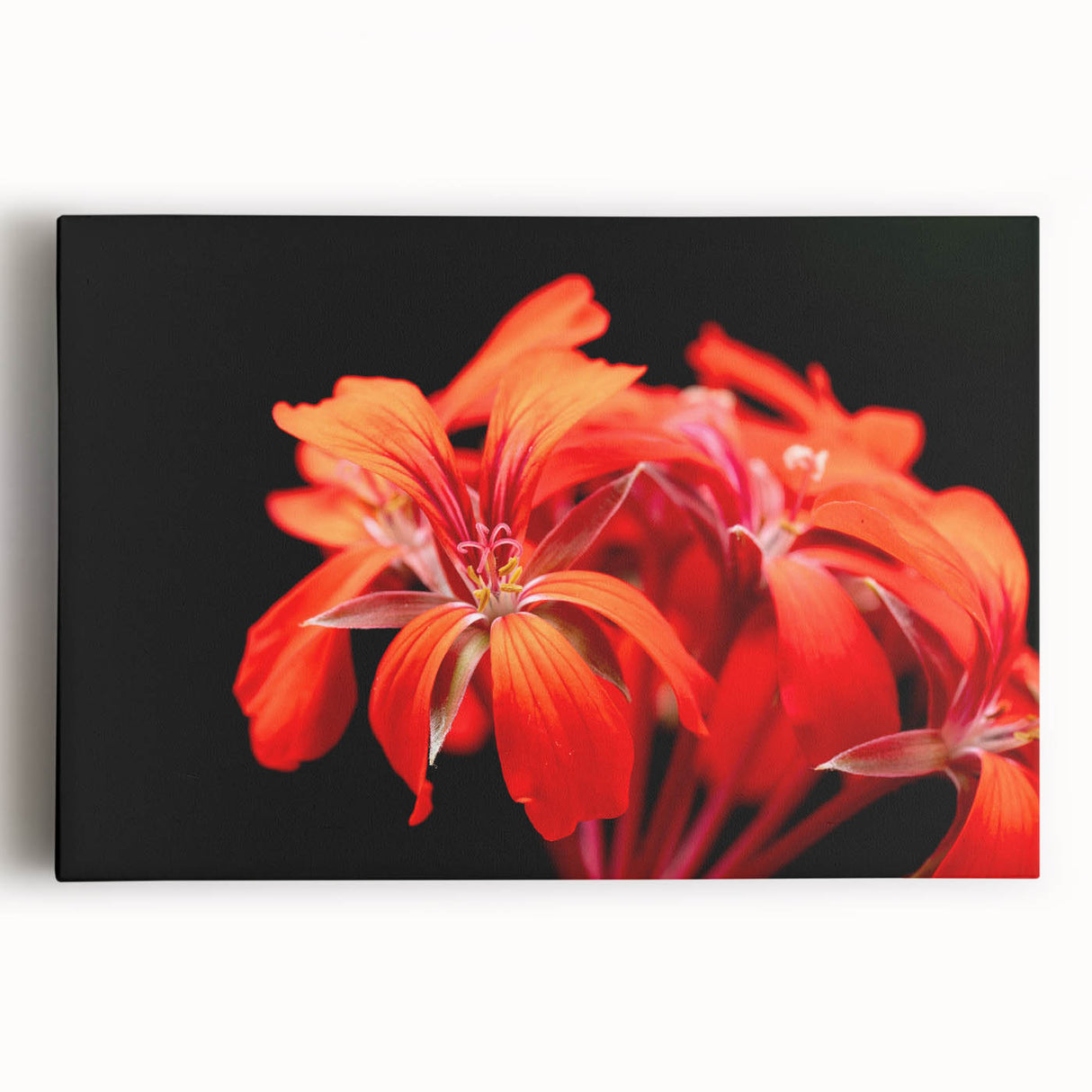 Botanical geranium wall art design on stretched canvas, showcasing vibrant pink and green colors with detailed floral patterns, ideal for home decor or art collection.
