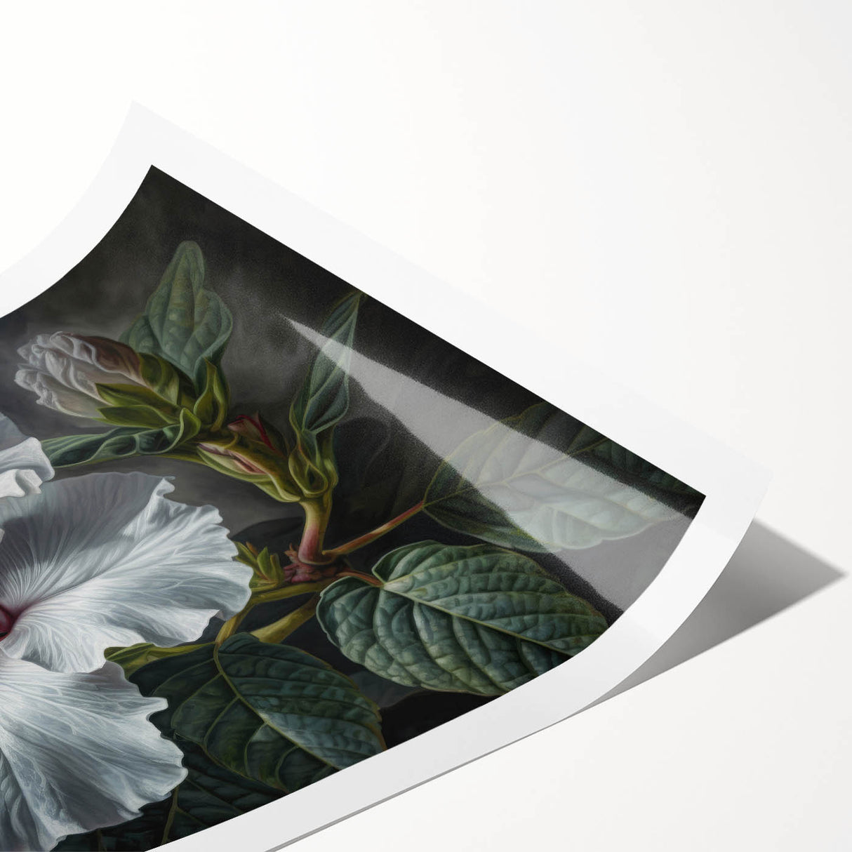 Vibrant rolled print showcasing a botanical hibiscus design, featuring detailed floral illustrations in rich colors, perfect for home decor enthusiasts.