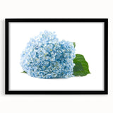 Black-framed wall art featuring a botanical hydrangea design, showcasing delicate floral details and soft color tones, perfect for home decor enhancement.