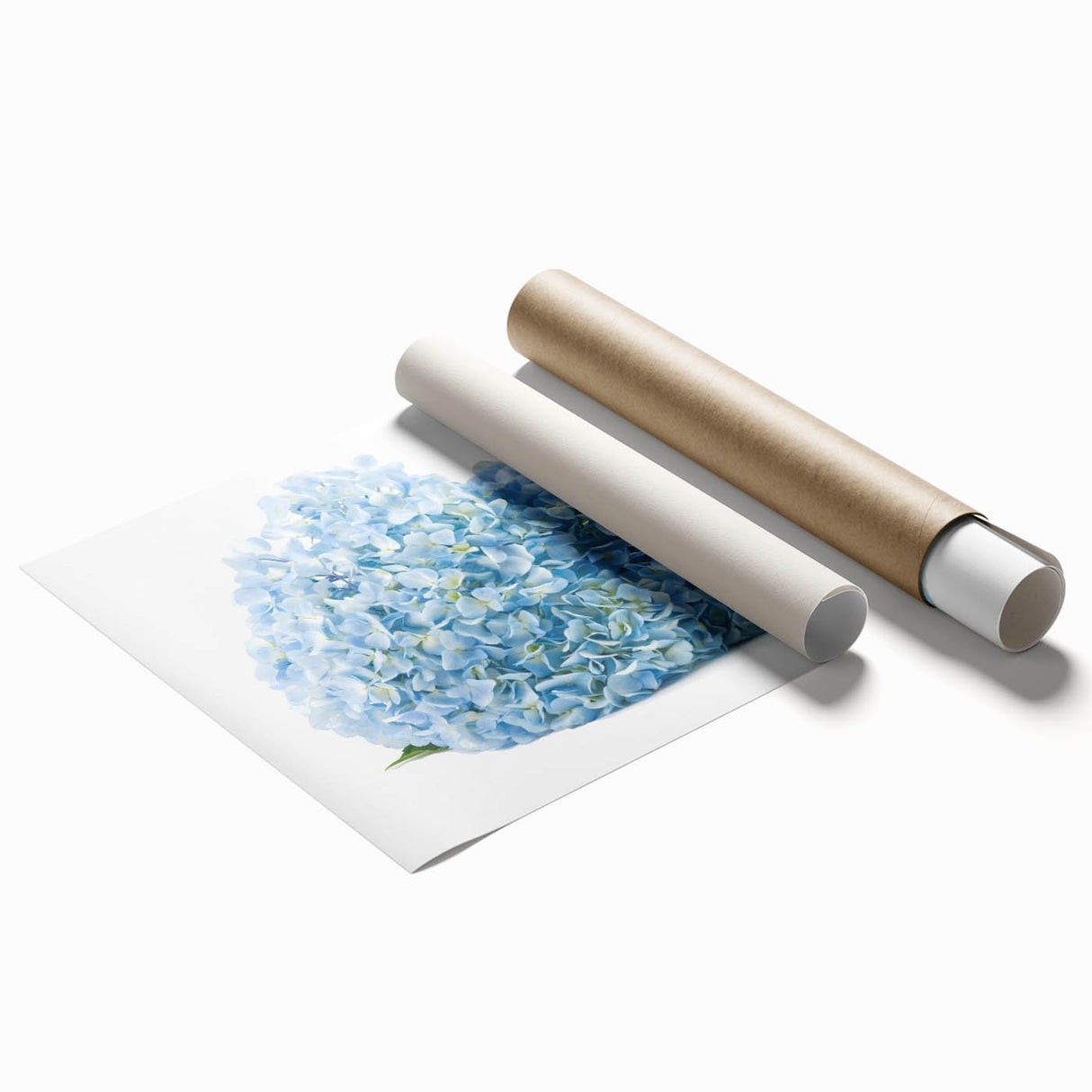Botanical wall art print of vibrant blue and pink hydrangeas, rolled for easy framing, showcasing intricate floral details on a soft white background. Perfect for enhancing home decor with a touch of nature.