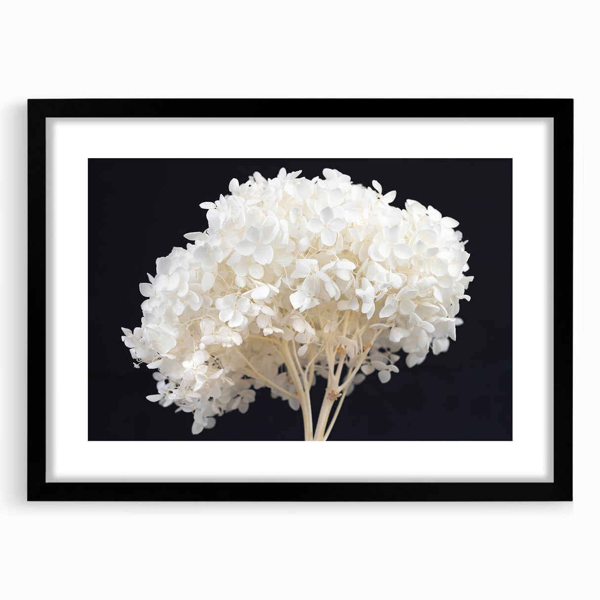 Elegant black-framed wall art showcasing a botanical hydrangea design, featuring vibrant flowers and intricate details, perfect for home decor enhancement.