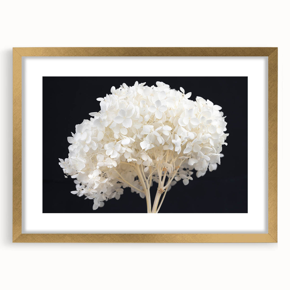 Botanical wall art featuring a stunning hydrangea design in a gold frame with matting, perfect for adding elegance to home decor. Ideal for floral-themed interiors.