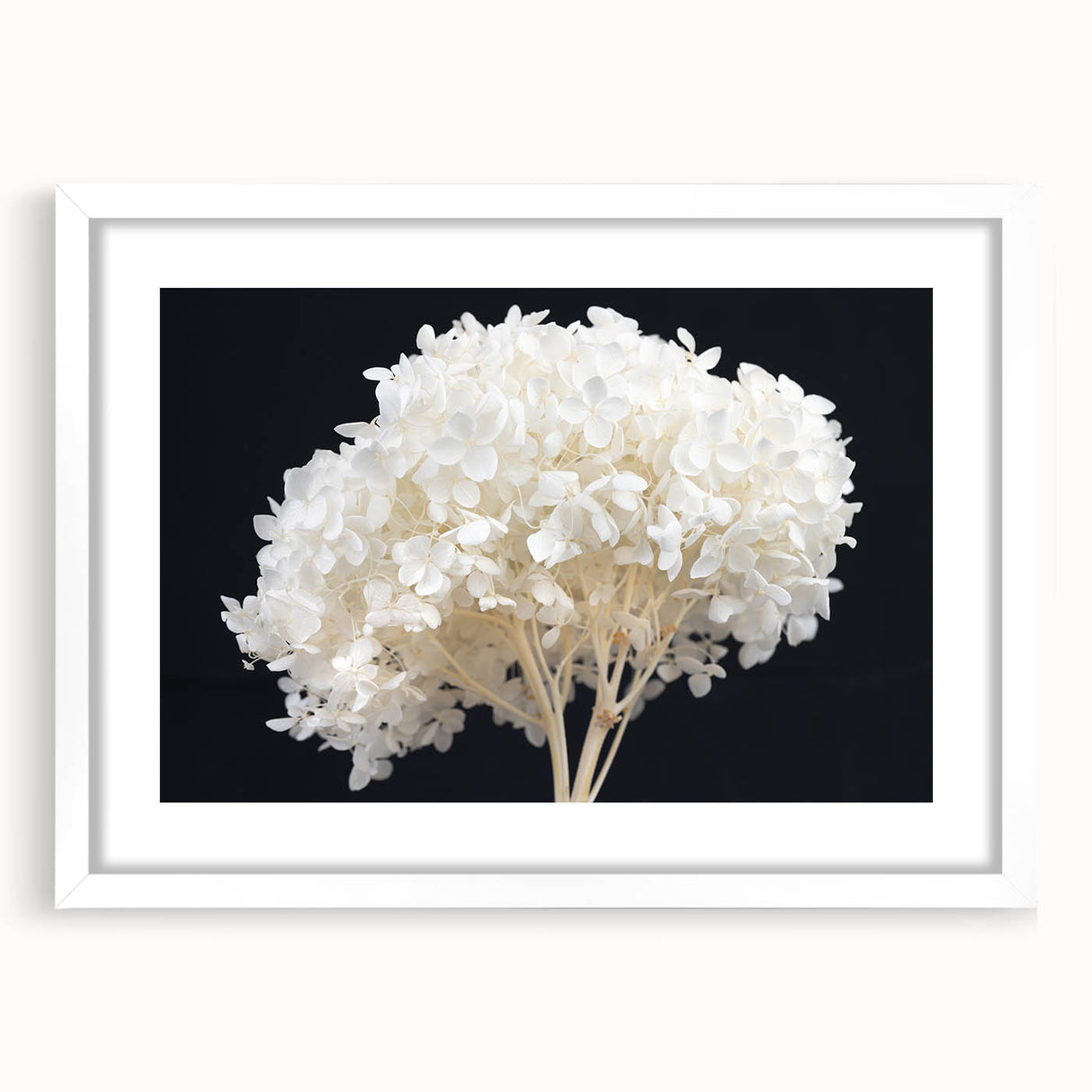 Botanical wall art showcasing a stunning hydrangea design in a white frame with a mat, perfect for adding elegance to any decor. Ideal for floral enthusiasts.