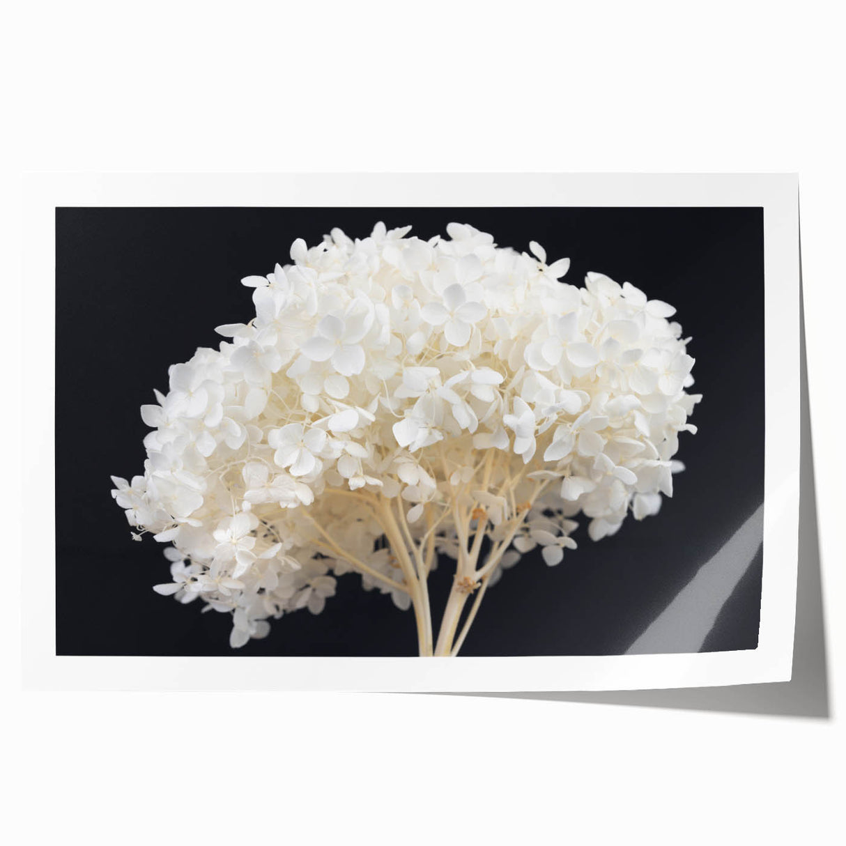 Hydrangea floral wall art print showcasing vibrant blue and white blossoms with intricate details, rolled and ready for elegant home decor display. Perfect for enhancing interior aesthetics.