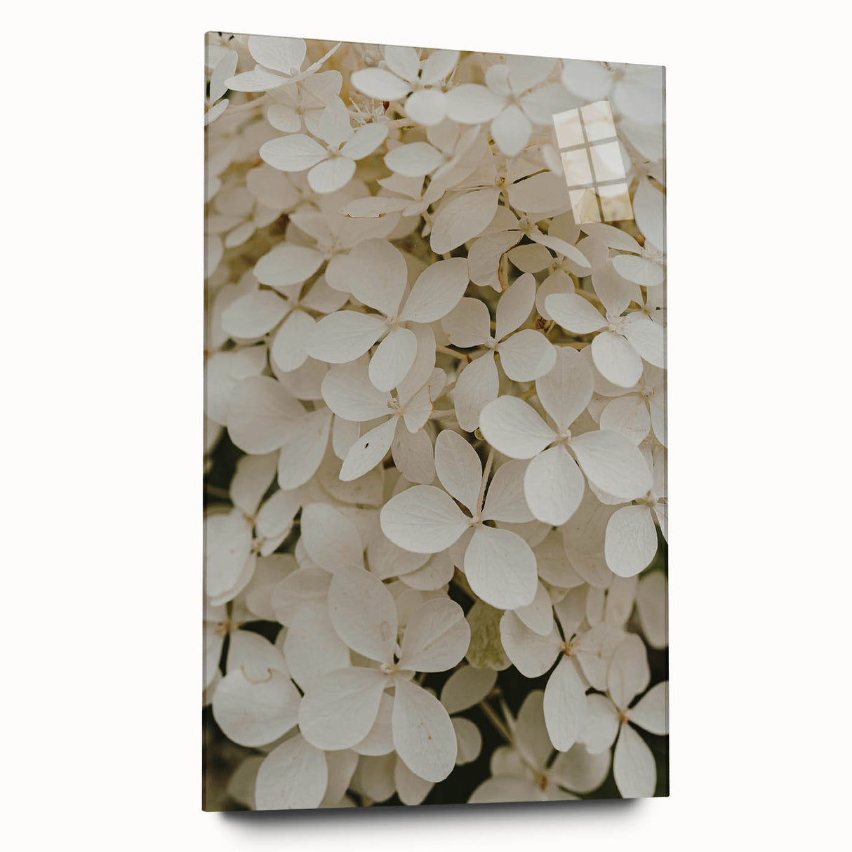 Botanical wall art showcasing a side view of a hydrangea design in vibrant colors, elegantly displayed in acrylic glass, perfect for home decor enhancement.