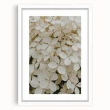Botanical wall art featuring a stunning hydrangea design in a white frame with matting, perfect for adding elegance to home decor. The artwork showcases delicate floral details and soft colors, enhancing any space's aesthetic appeal.