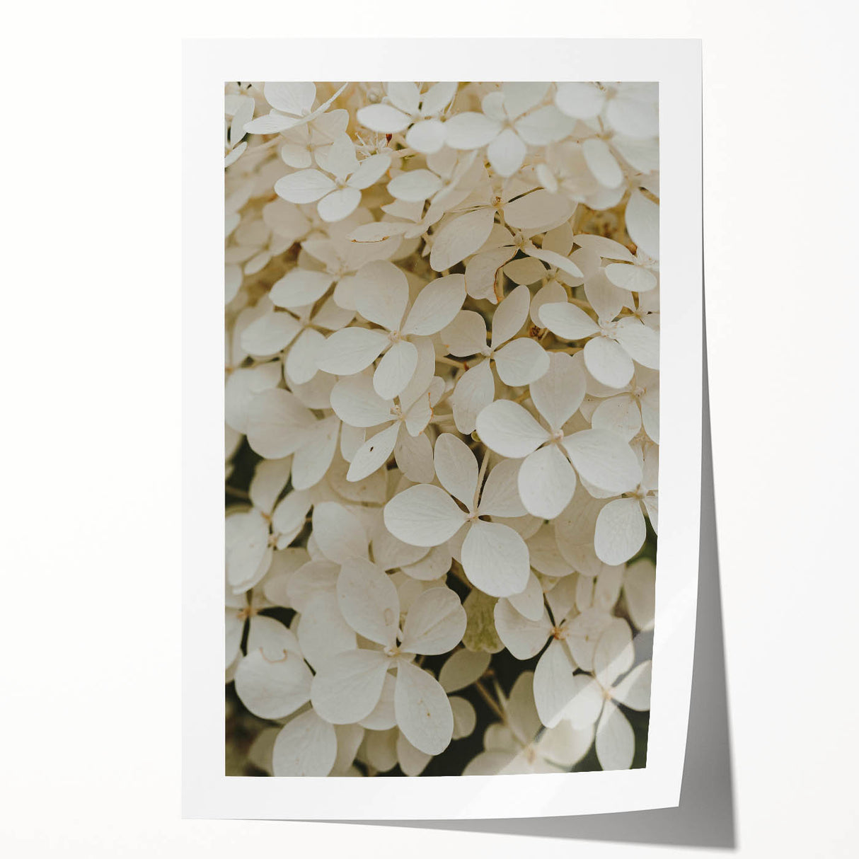 Hydrangea botanical wall art print featuring soft blue and green hues, elegantly designed for home decor, rolled for easy framing and display. Perfect for enhancing interior aesthetics.