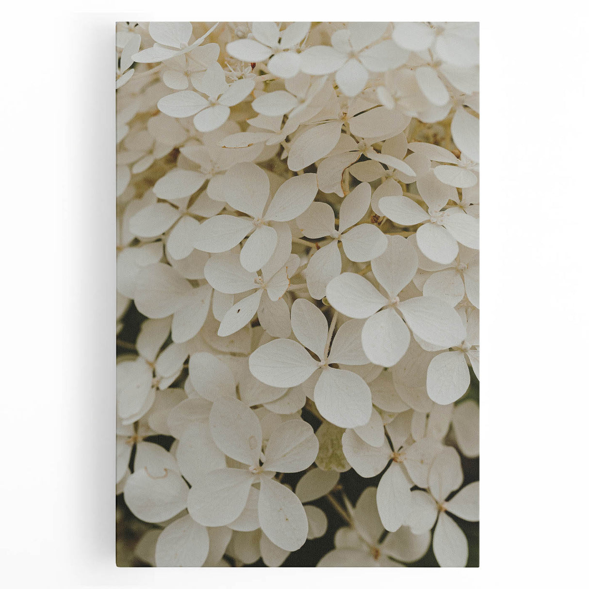 Stretched canvas wall art featuring a vibrant botanical design of hydrangeas in shades of blue and pink, perfect for adding a floral touch to home decor.