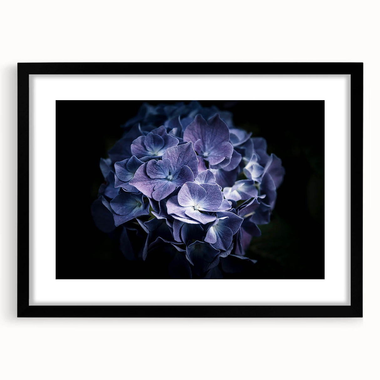 Framed botanical wall art featuring a vibrant hydrangea design, set in a sleek black frame with a white mat, perfect for home decor and nature enthusiasts.