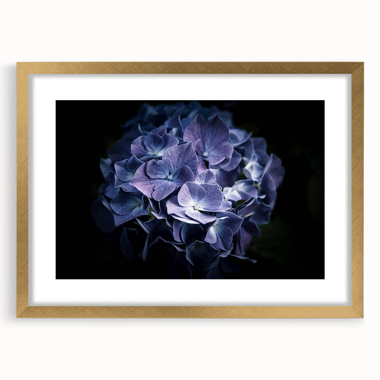 Botanical wall art featuring a stunning hydrangea design in a gold frame with a white mat, showcasing vibrant colors and intricate floral details, ideal for home decor.