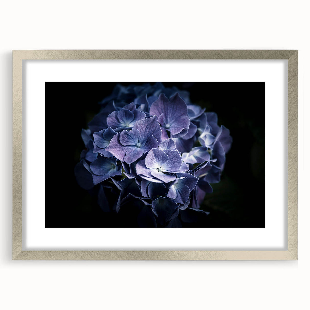Botanical wall art featuring a detailed hydrangea design in a silver frame with matting, ideal for home decor to enhance elegance and natural beauty.