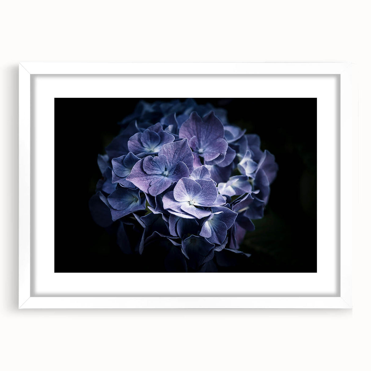 Botanical wall art featuring a delicate hydrangea design in a white frame with a mat, showcasing soft pastel colors and intricate floral details, perfect for home decor.
