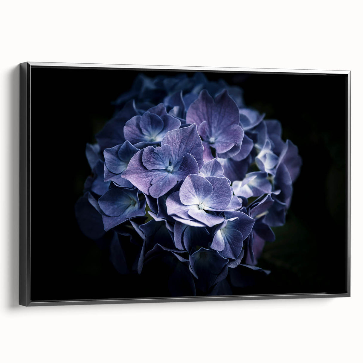 Framed wall art showcasing a botanical design of vibrant blue hydrangeas on a black background, highlighting intricate floral details and elegant framing.