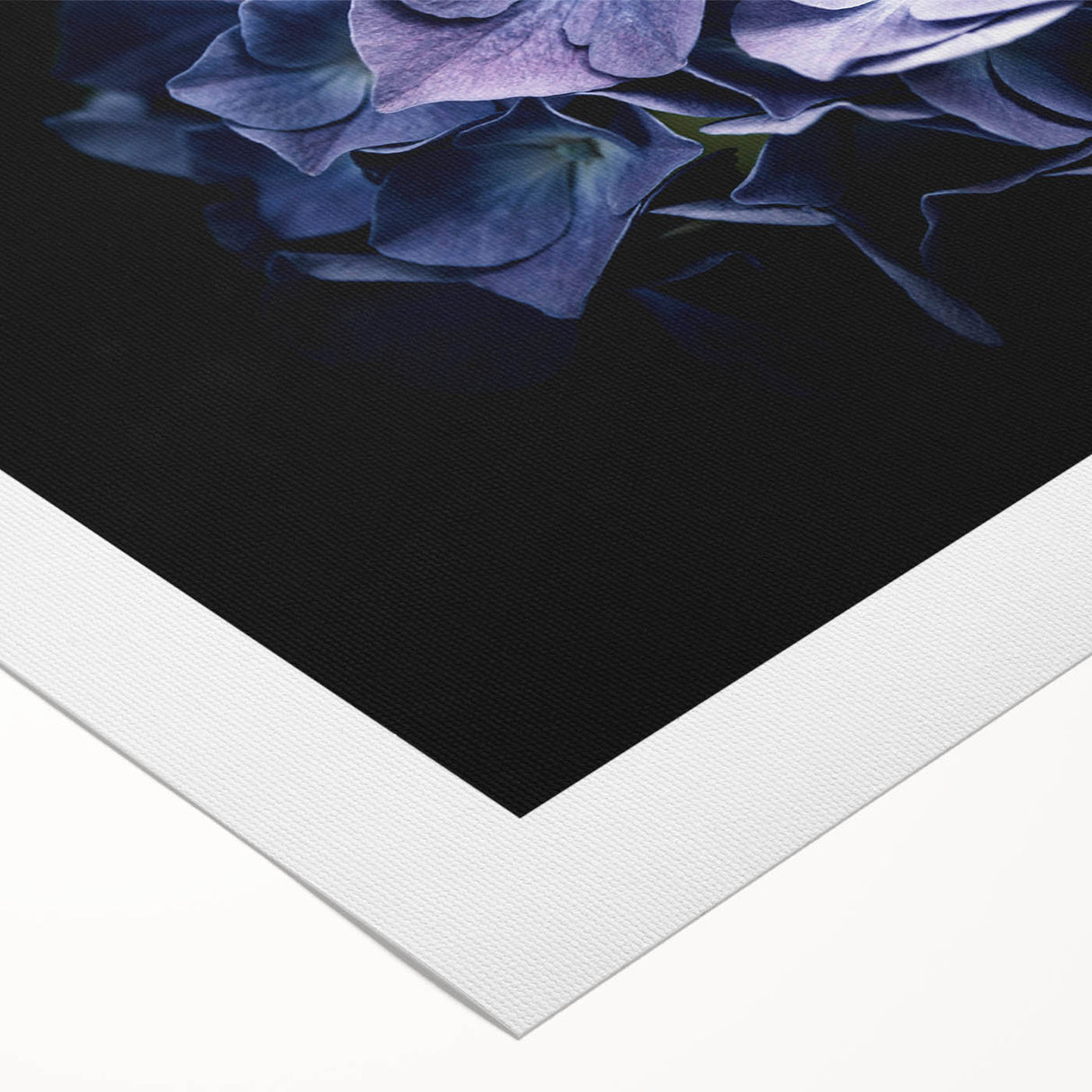 Hydrangea floral wall art design on rolled canvas, showcasing delicate blue and pink blooms against a soft white background, perfect for home decor.