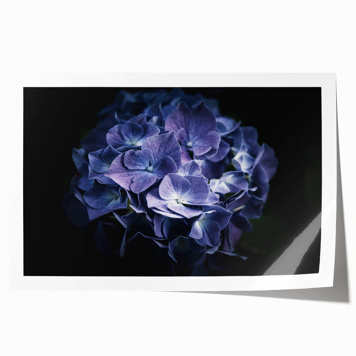 Botanical wall art print featuring a vibrant hydrangea design, showcasing detailed flower illustrations in soft pastel colors, rolled and ready for framing.